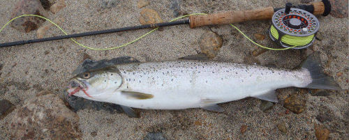 Sea trout