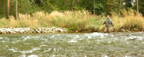 Trout on river Białka