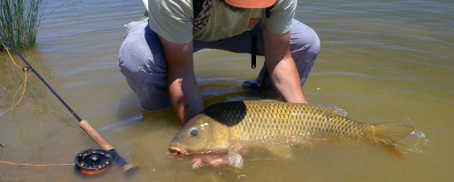 Carp fly fishing 
