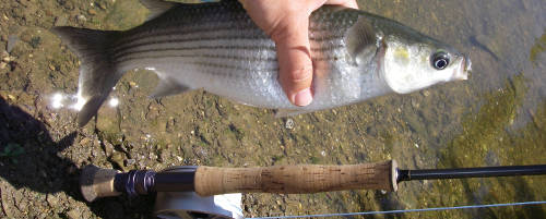 Mullet on river Seixe